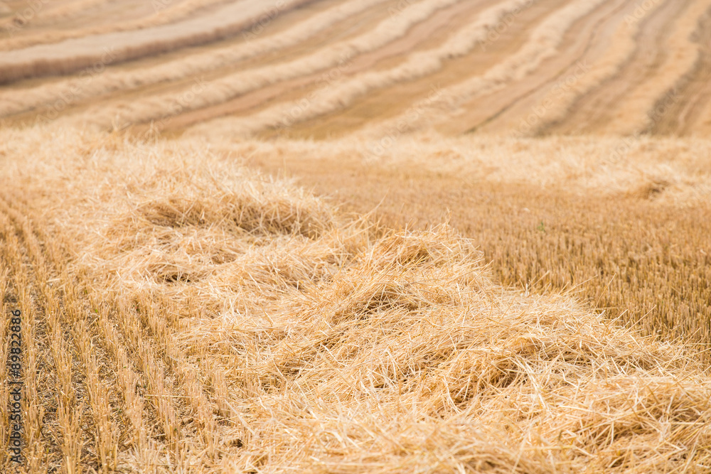 Fototapeta premium Straw - Field after harvest