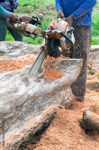 a man cutting a tree with a chain saw