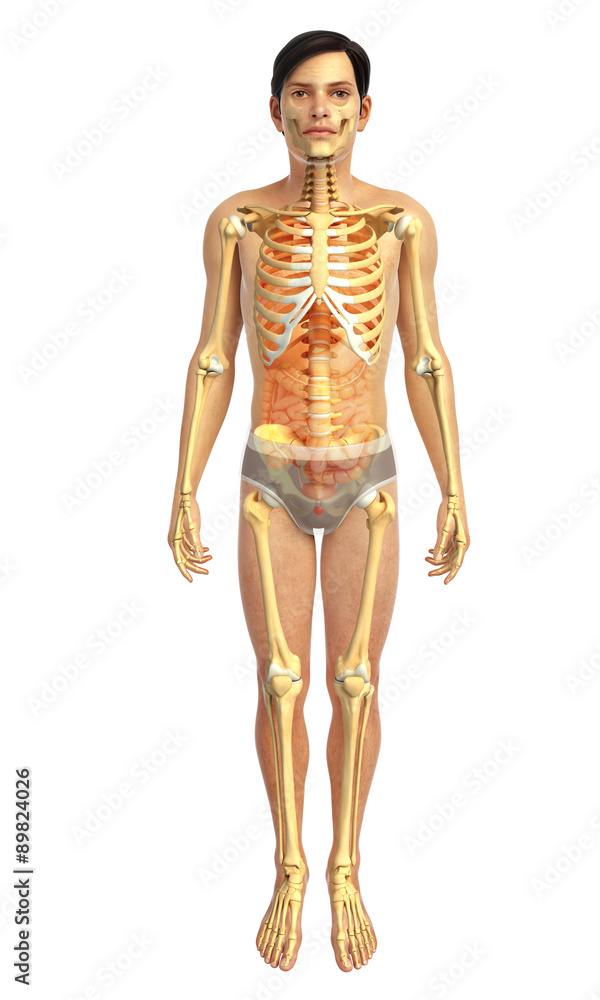 3d rendered illustration of male body anatomy 3d rendered illustration of male body anatomy