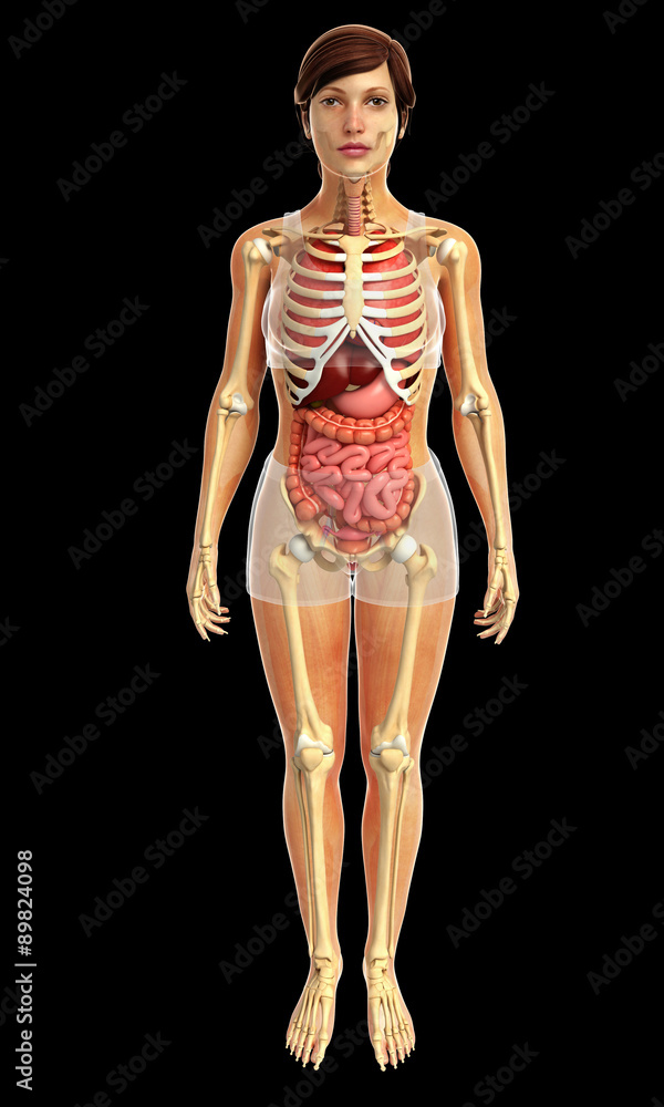 3d rendered illustration of female digestive system 3d rendered illustration of female digestive system