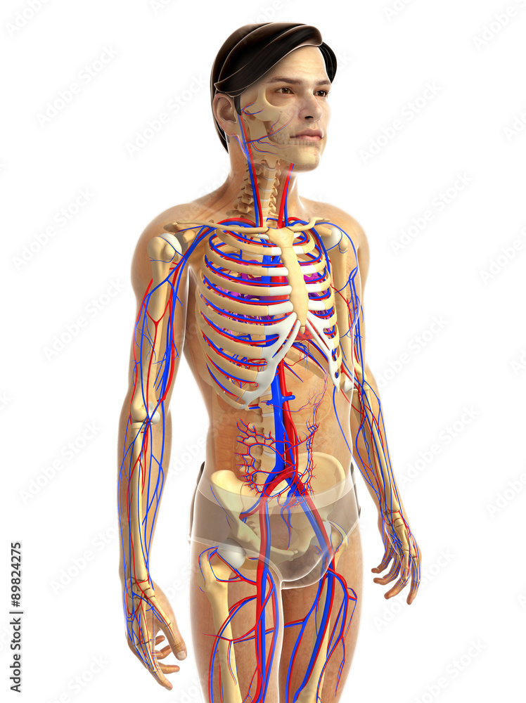 3d rendered illustration of male heart anatomy 3d rendered illustration of male heart anatomy