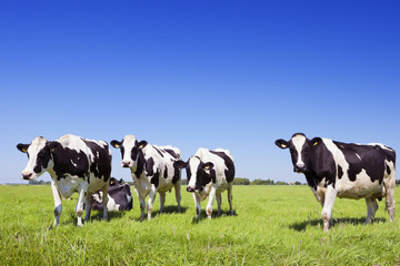 Cows in a fresh grassy field on a clear day