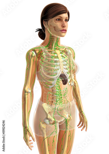 3d rendered illustration of female lymphatic system