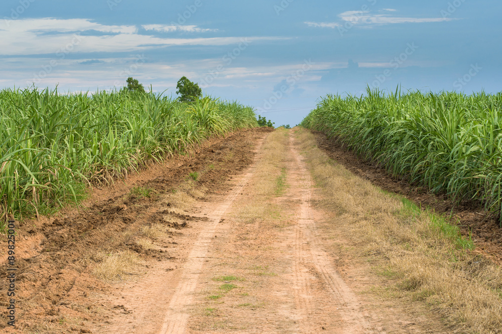 Sugarcane road landscape Sugarcane road landscape