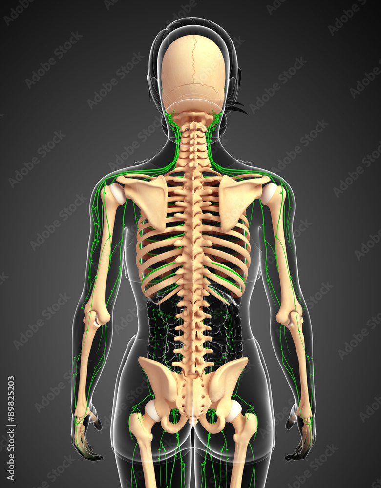 Lymphatic system of Female skeleton artwork Lymphatic system of Female skeleton artwork