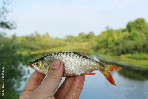rudd caught in the fishing on the background of river