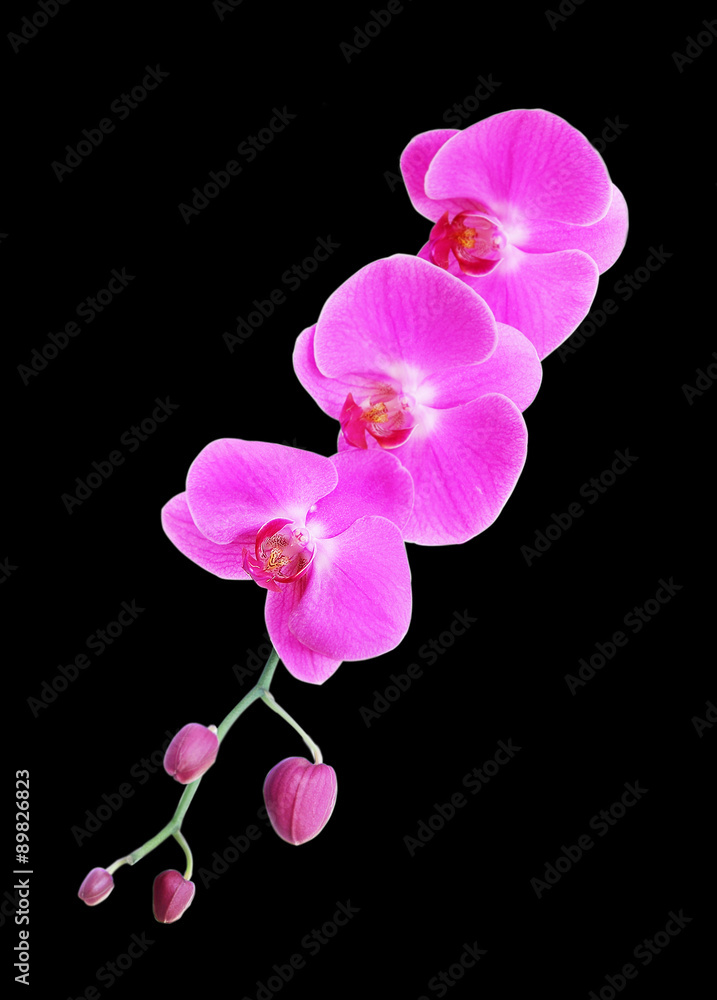 Obraz premium pink orchid flower isolated on black background