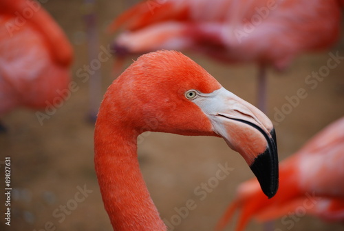 American Flamingo Head