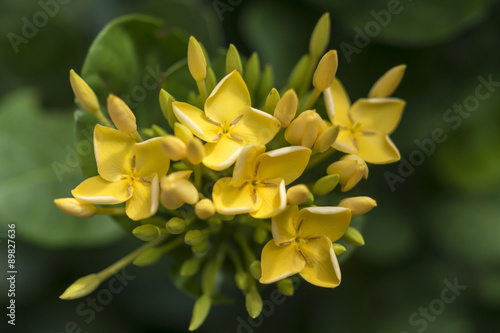 yellow Ixora flowers