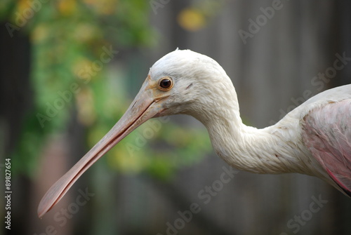 Spoonbill