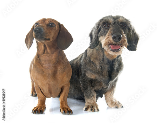 Fototapeta Naklejka Na Ścianę i Meble -  two dachshunds