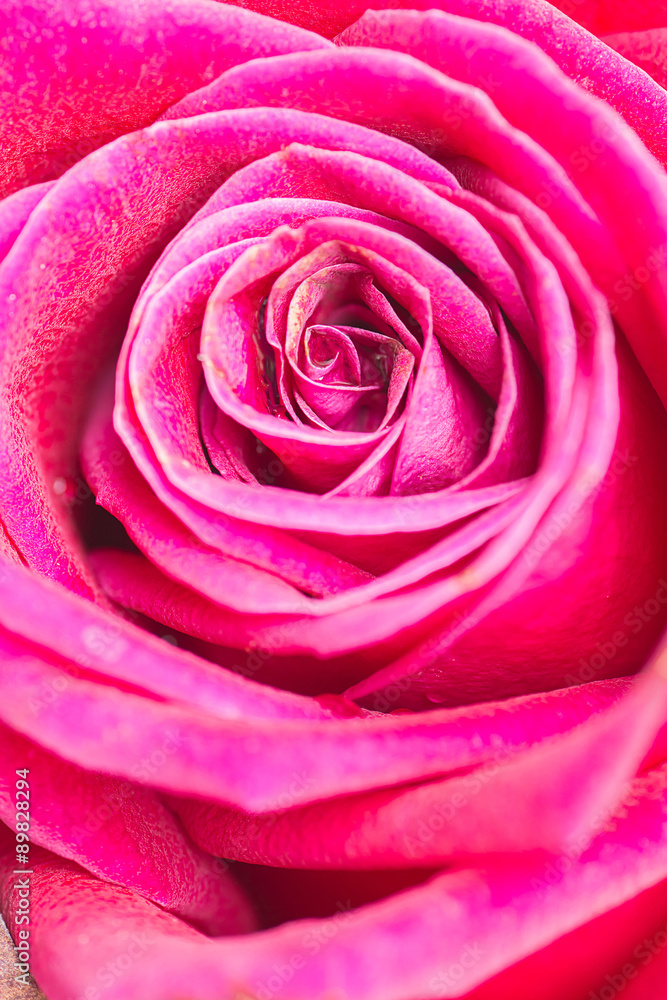 Pink rose petal,nature abstract concept,nature abstract backgrou Pink rose petal,nature abstract concept,nature abstract backgrou