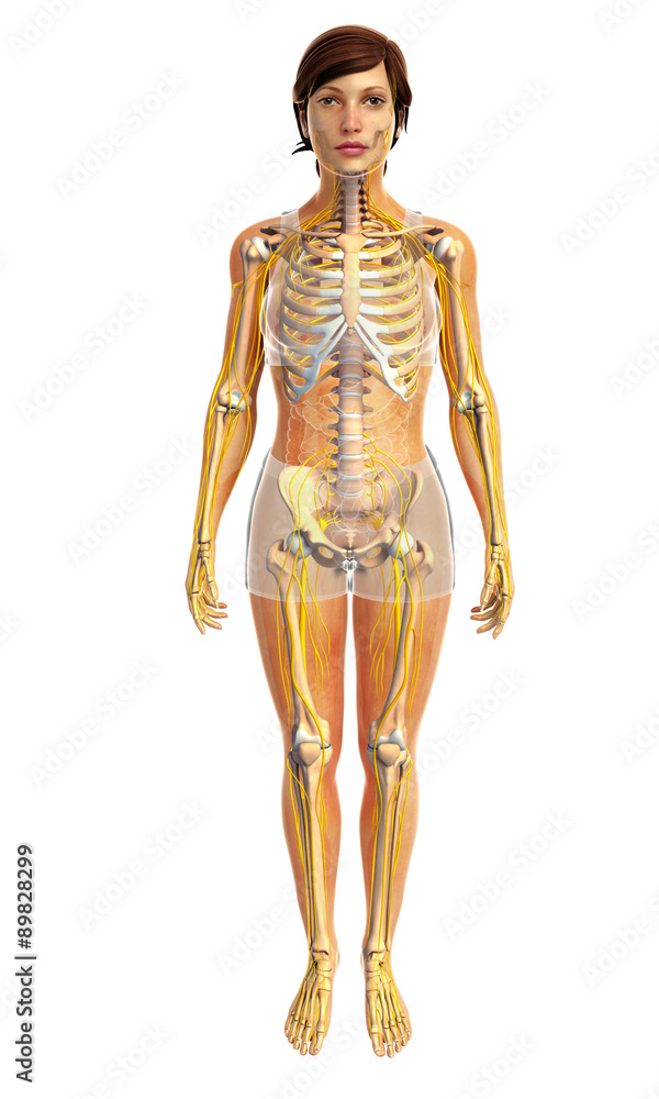 3d rendered illustration of female nervous system