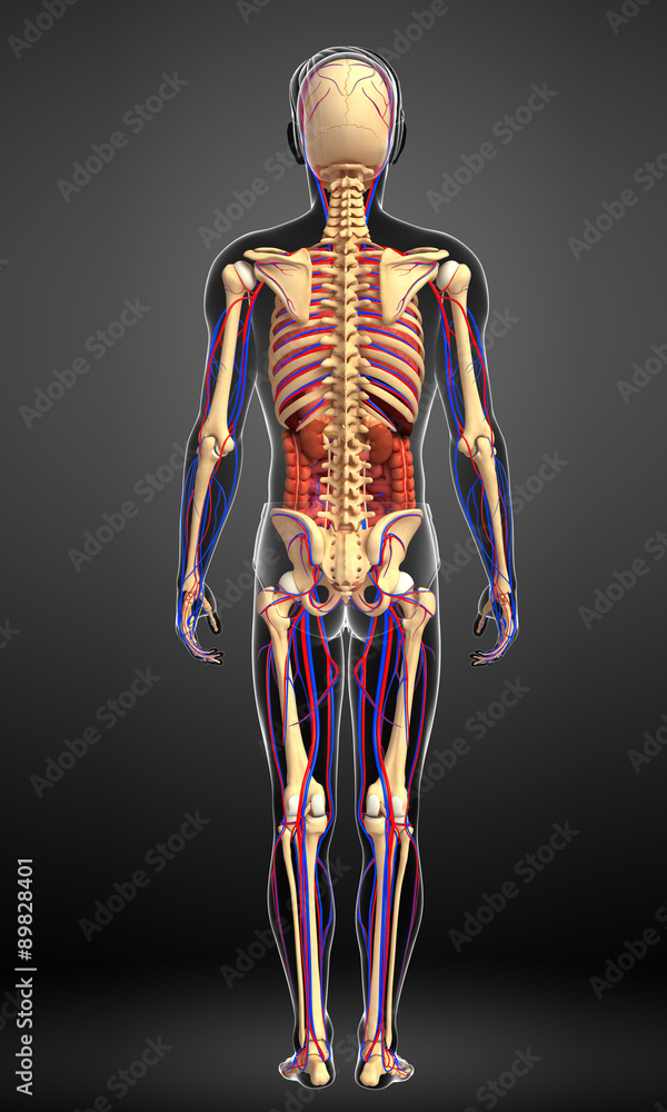 Male skeletal, digestive and circulatory system Male skeletal, digestive and circulatory system