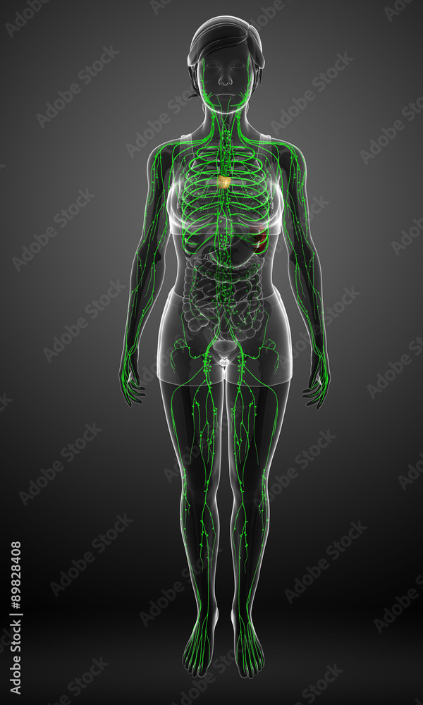 Lymphatic system of  female body