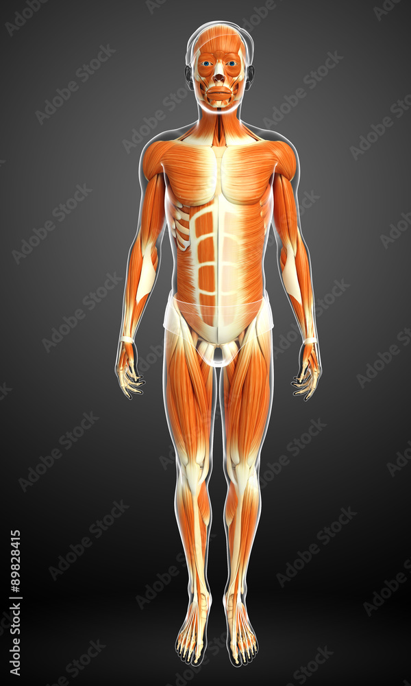 3d rendered illustration of male muscles anatomy 3d rendered illustration of male muscles anatomy