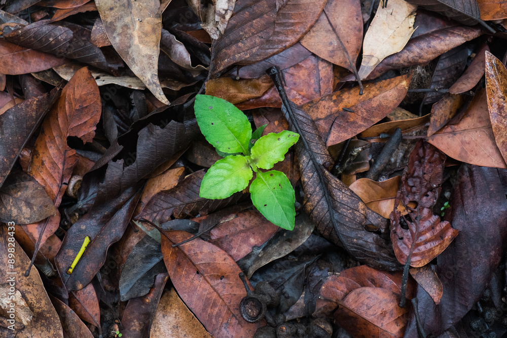 Green plant growing among the dry leaves