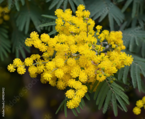 Mimosa