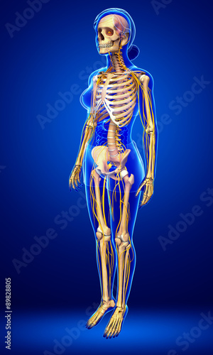 Nervous system of female skeleton artwork © pixdesign123