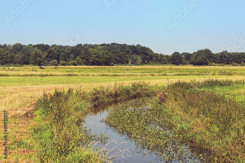 Rural Meadow Landscape with Reed and Small Canal. Trees on Horiz