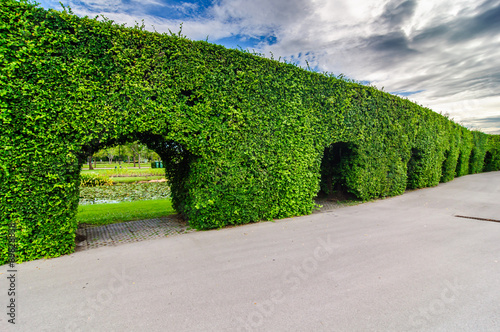 trees wall in Suanluang RAMA IX park photo