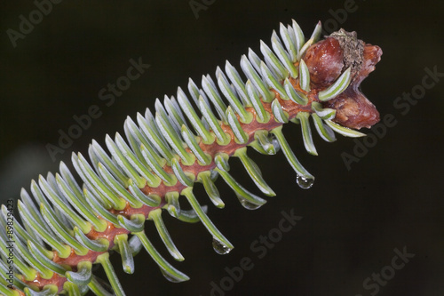 Detalle de hojas de pinsapo (Abies pinsapo), especie de abeto en peligro de extinción. único en la Península Ibérica. photo