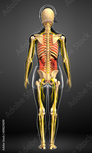  Female skeleton with nervous and digestive system artwork © pixdesign123
