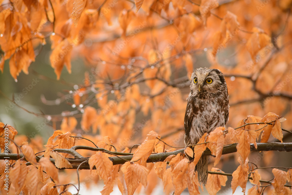 Fototapeta premium autumn owl