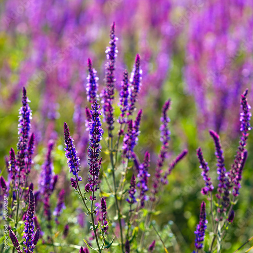 Summer meadow with blossoming plants.