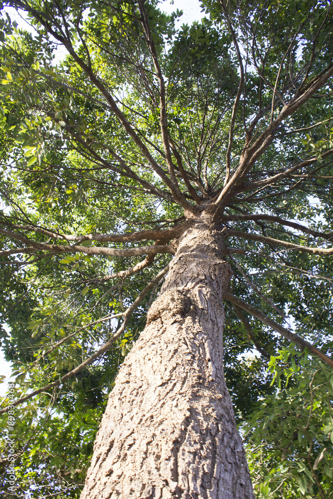 Fototapeta premium Big tree branches (Ant's eye view)