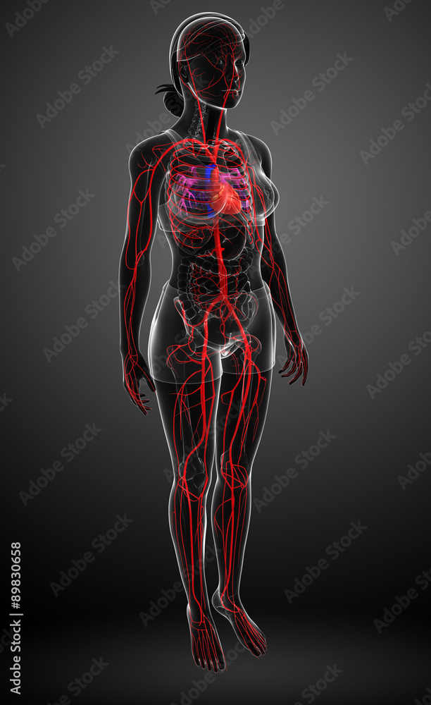 Female arterial system Female arterial system