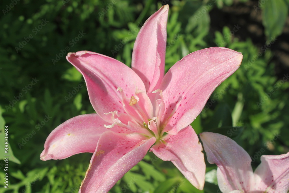 Pink lily Pink lily