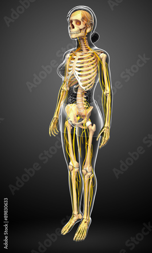 Nervous system and female skeleton artwork © pixdesign123