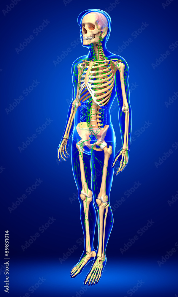 Lymphatic system of Male skeleton artwork Lymphatic system of Male skeleton artwork