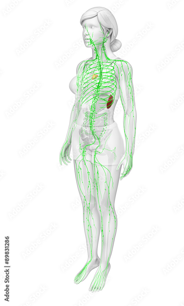 Lymphatic system of human body