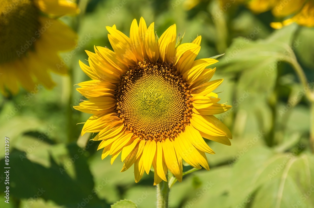 Obraz premium Sunflower field