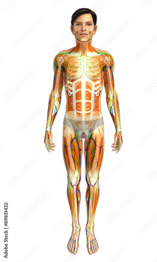 3d rendered illustration of male muscles anatomy 3d rendered illustration of male muscles anatomy