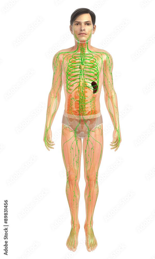 3d rendered illustration of male lymphatic system 3d rendered illustration of male lymphatic system