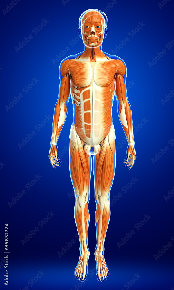 3d rendered illustration of male muscles anatomy 3d rendered illustration of male muscles anatomy