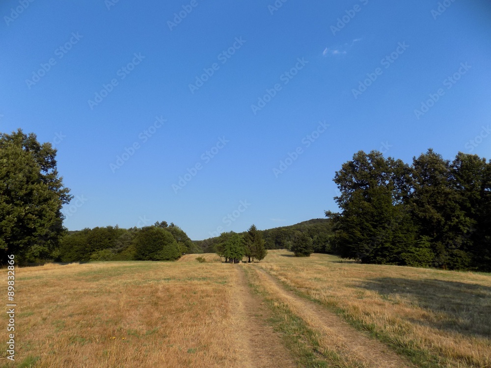 Fototapeta premium Path in nature