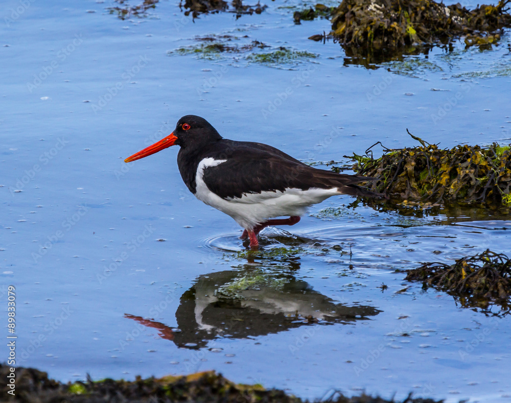 Oystercatcher (Haematopus ostralegus)