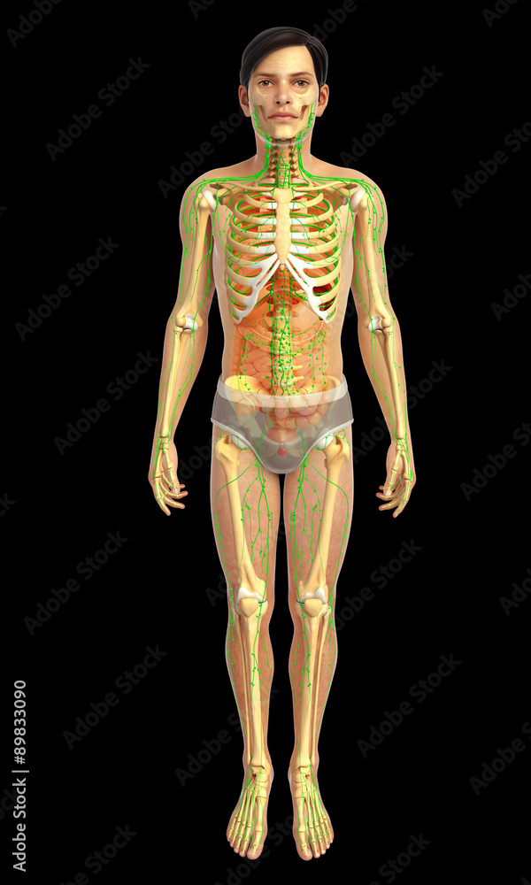 3d rendered illustration of male lymphatic system 3d rendered illustration of male lymphatic system