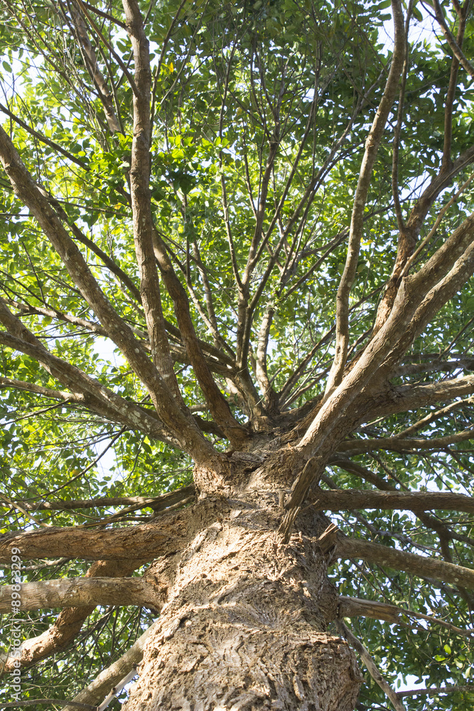 Fototapeta premium Big tree branches (Ant's eye view)
