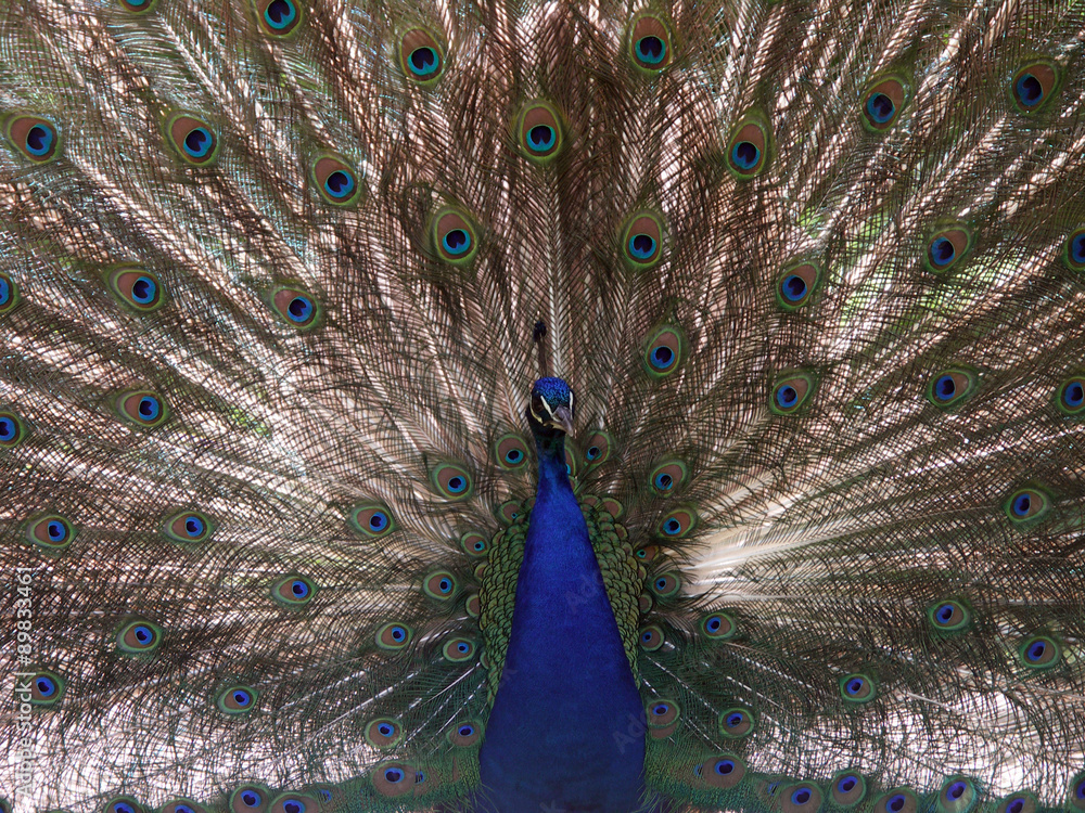Obraz premium Pfau schlägt ein Rad