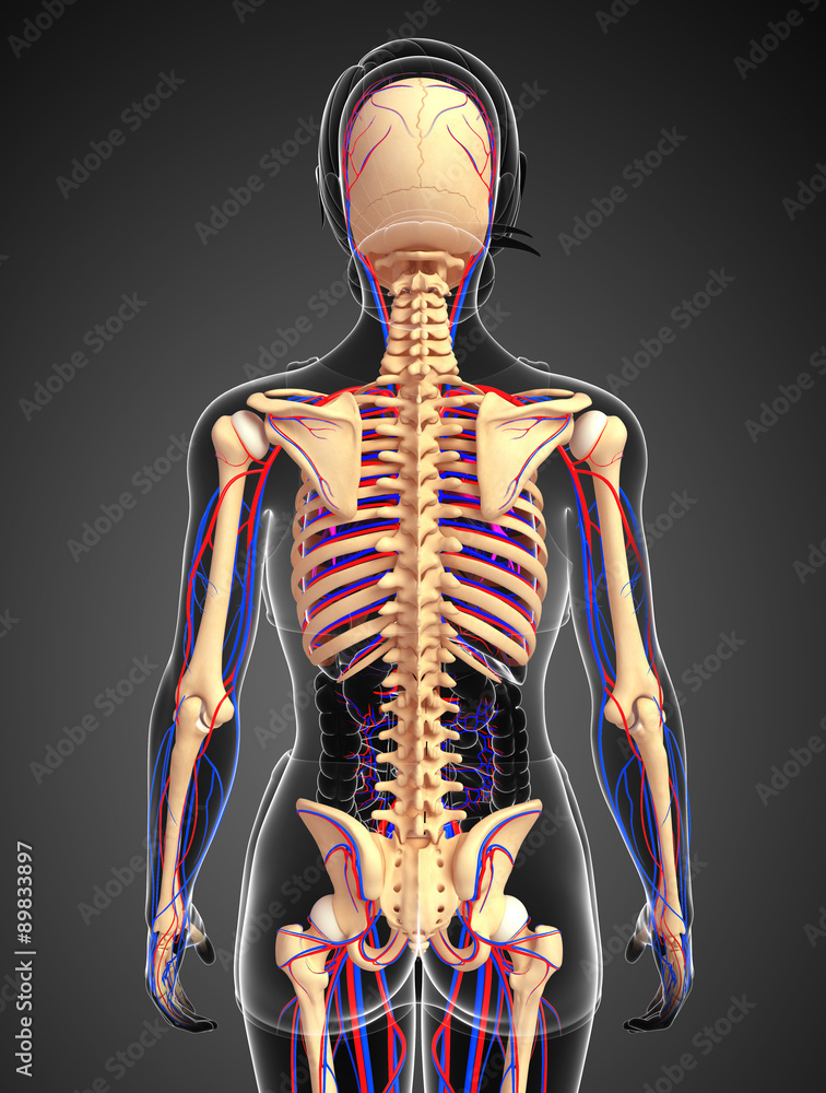 female skeletal circulatory system female skeletal circulatory system