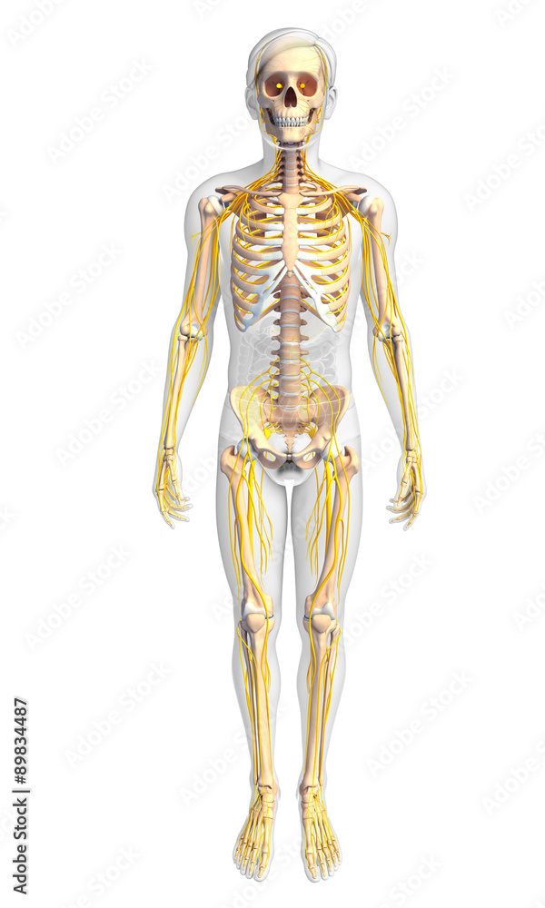 Male skeleton and nervous system artwork Male skeleton and nervous system artwork