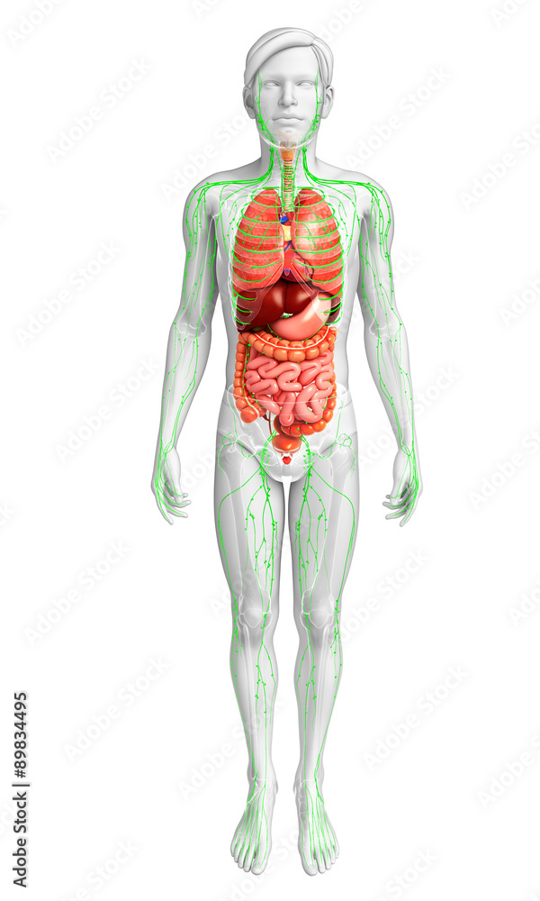 Lymphatic and digestive system of male body artwork Lymphatic and digestive system of male body artwork