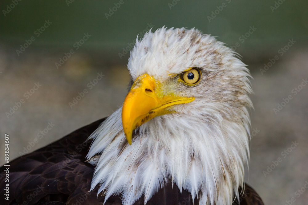 Obraz premium orzeł bielik