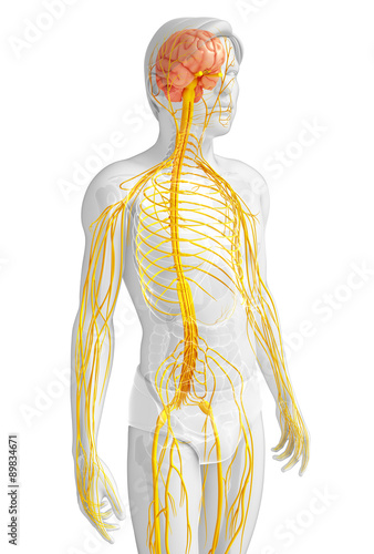 3d rendered illustration of male nervous system