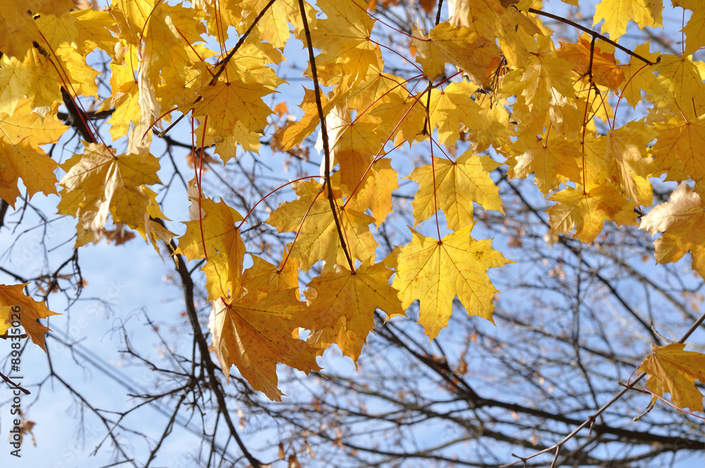 yellow maple leaves against the sky yellow maple leaves against the sky